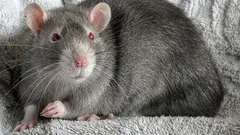 Krysa v domě: problémy, na které není nikdo připraven